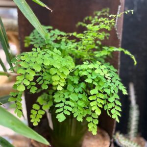 Adiantum raddianum 'Fragrans', blad