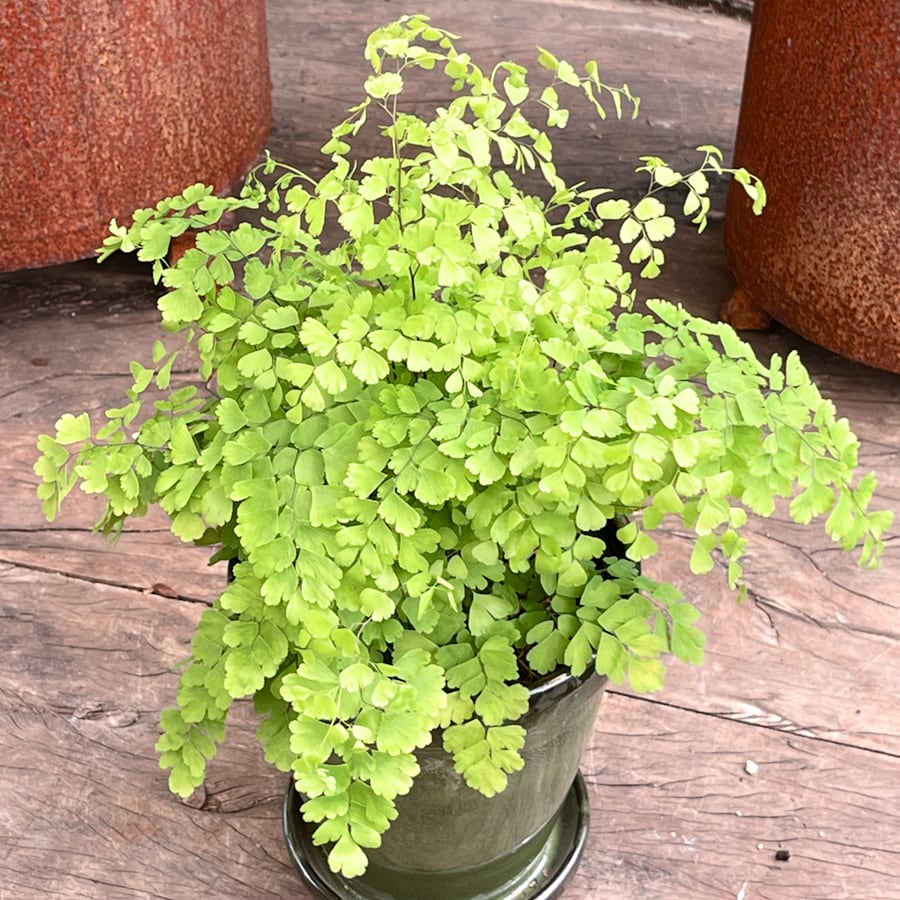 Adiantum raddianum 'Fragrans' (Snittadiantum, Adiantum cuneatum ...