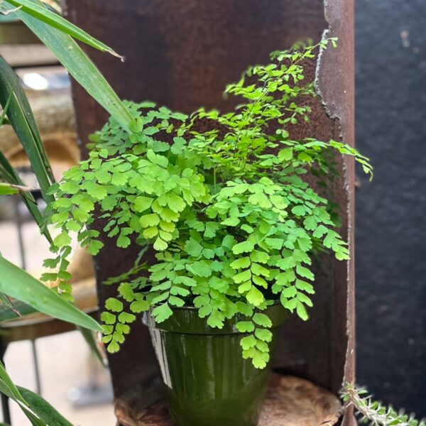 Adiantum raddianum 'Fragrans', större vuxen planta