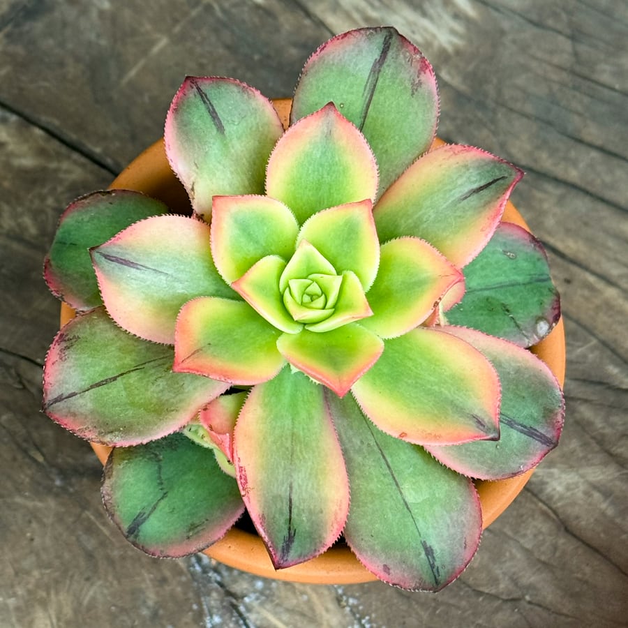 Aeonium decorum 'Tricolor Kiwi', blad