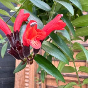 Aeschynanthus Caro Improved, blommor