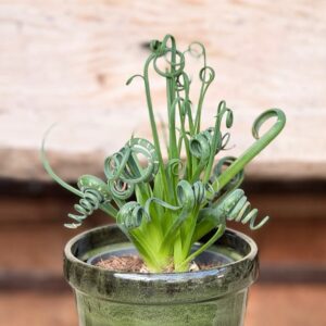 Albuca spiralis, vuxen planta