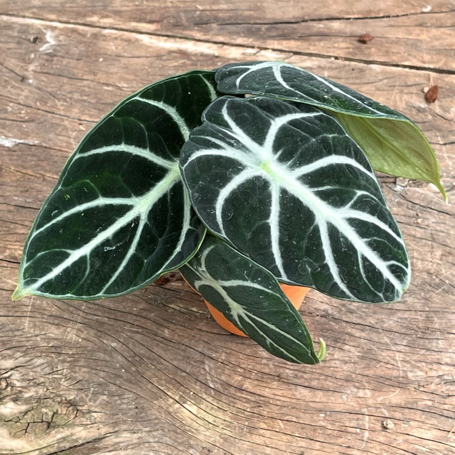 Alocasia reginula 'Ninja', blad