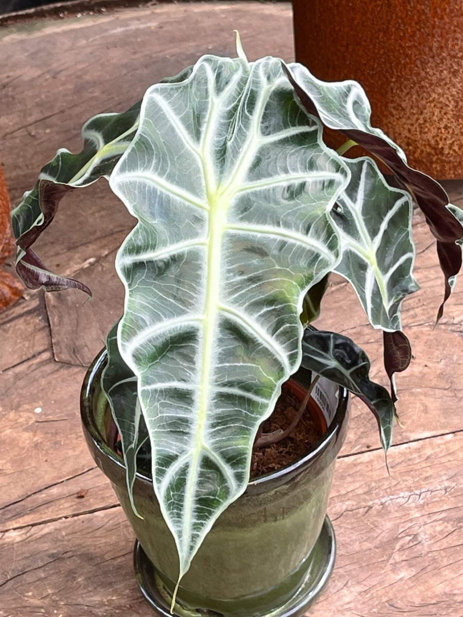 Alocasia × amazonica 'Polly', blad