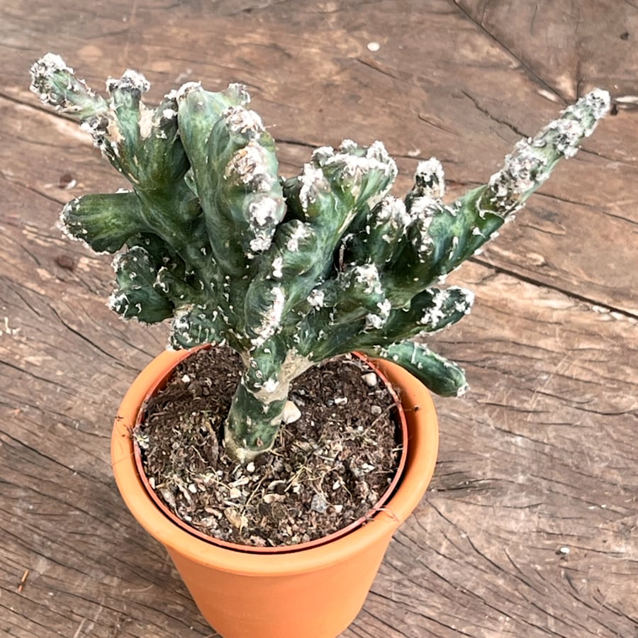 Cereus spegazzinii, uppifrån