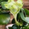 Ceropegia sandersonii, blomma