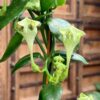 Ceropegia sandersonii, blommor