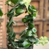 Ceropegia sandersonii, i blom