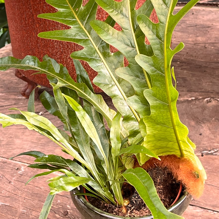 Drynaria coronans, blad