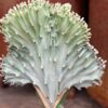 Euphorbia lactea 'Cristata', stamdel