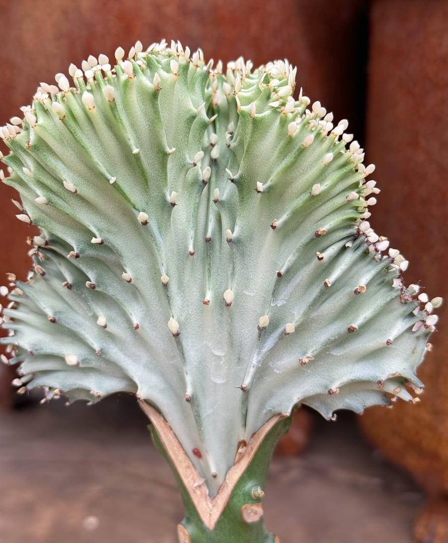 Euphorbia lactea 'Cristata', stamdel