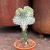 Euphorbia lactea 'Cristata', ung planta