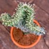 Euphorbia lactea 'Cristata', uppifrån