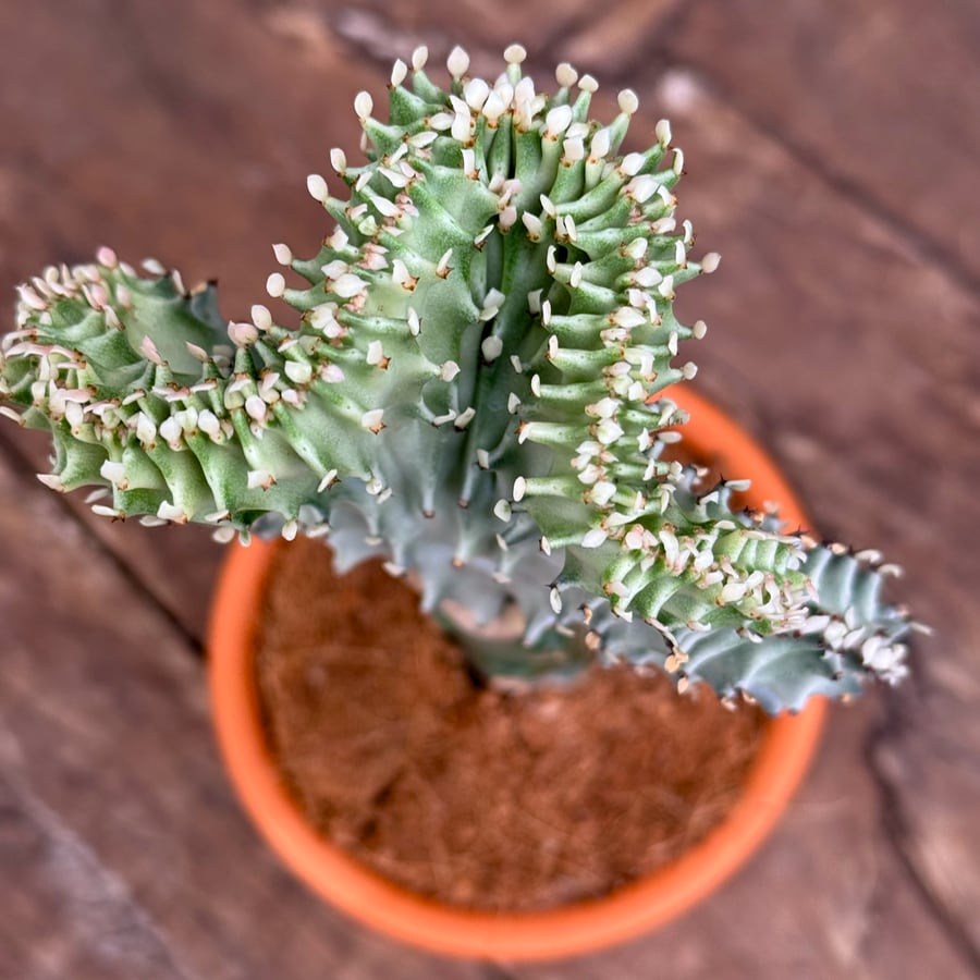 Euphorbia lactea 'Cristata', uppifrån