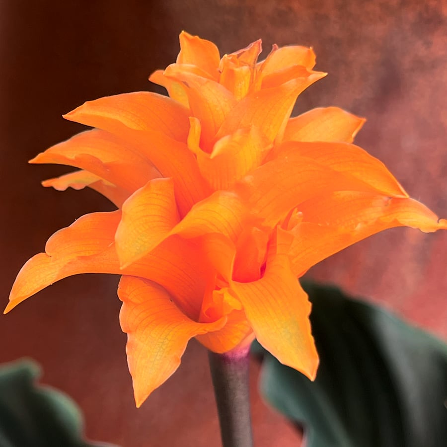 Goeppertia crocata 'Tassmania', blomma