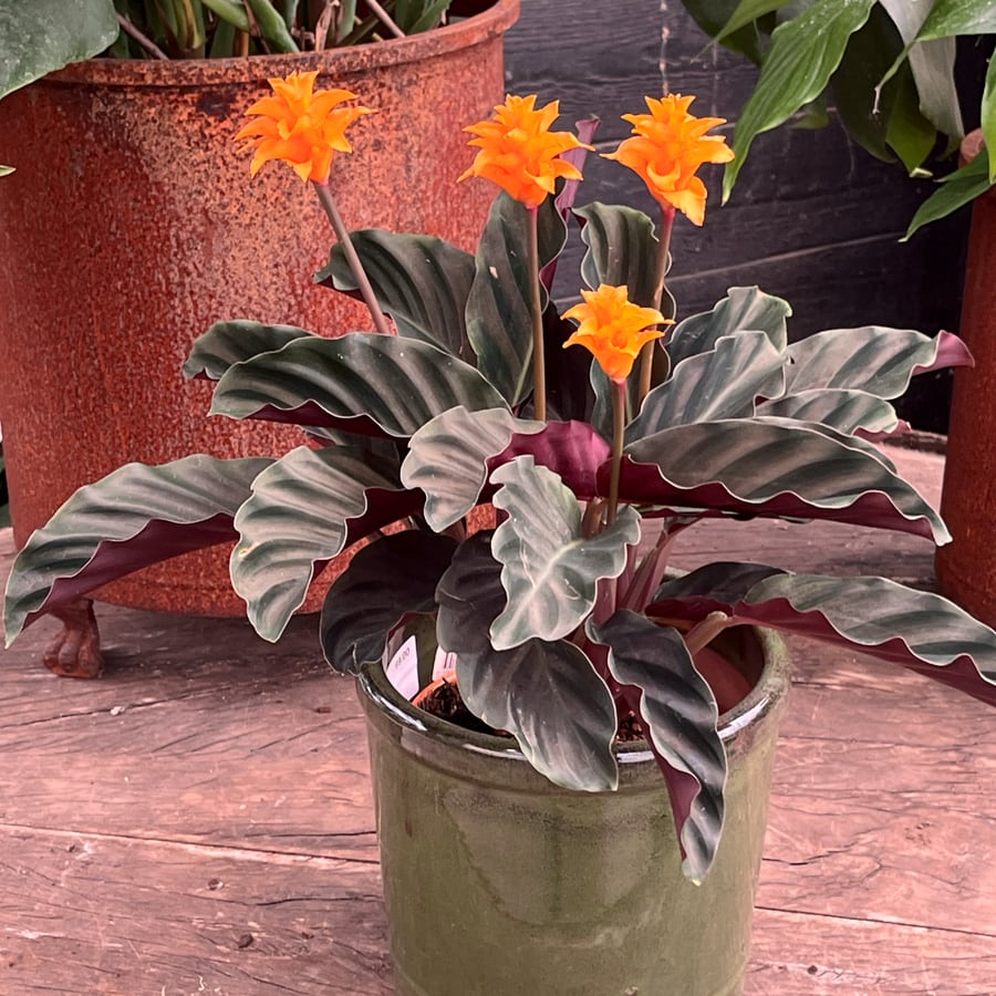Goeppertia crocata 'Tassmania', blommande planta