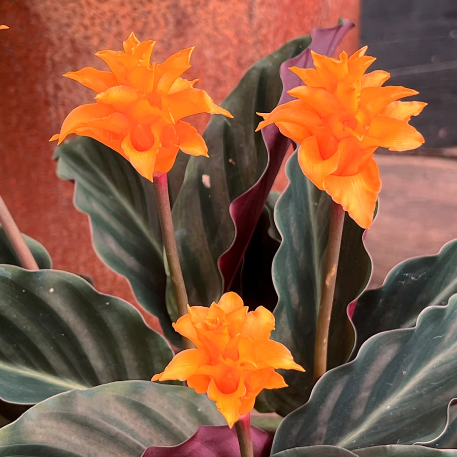 Goeppertia crocata 'Tassmania', blommor