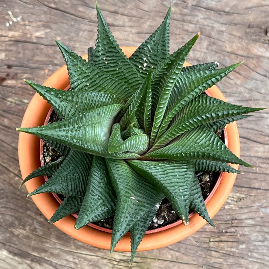 Haworthiopsis limifolia 'Twist', planta