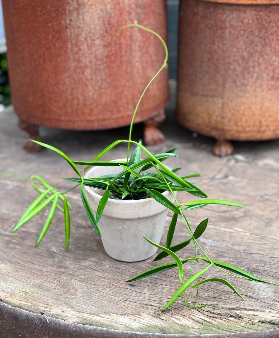 Hoya longifolia, ung planta