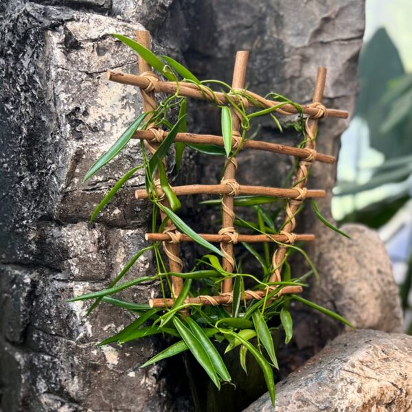 Hoya longifolia, vuxen planta på spalje