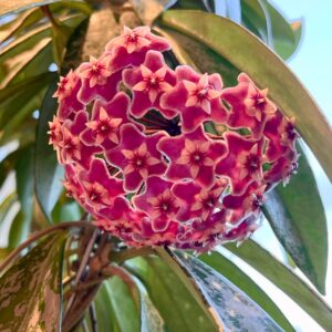 Hoya pubicalyx 'Silver Spot'