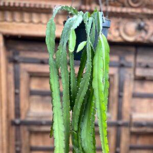 Lepismium cruciforme f. spiralis, detalj