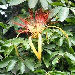 Pachira aquatica, blomma