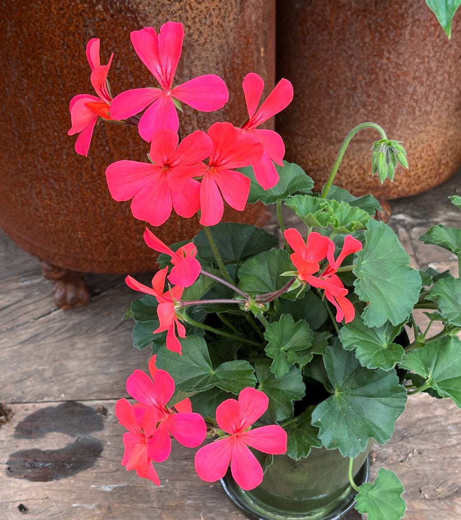 Pelargon Caliente Coral Salmon, blommande planta