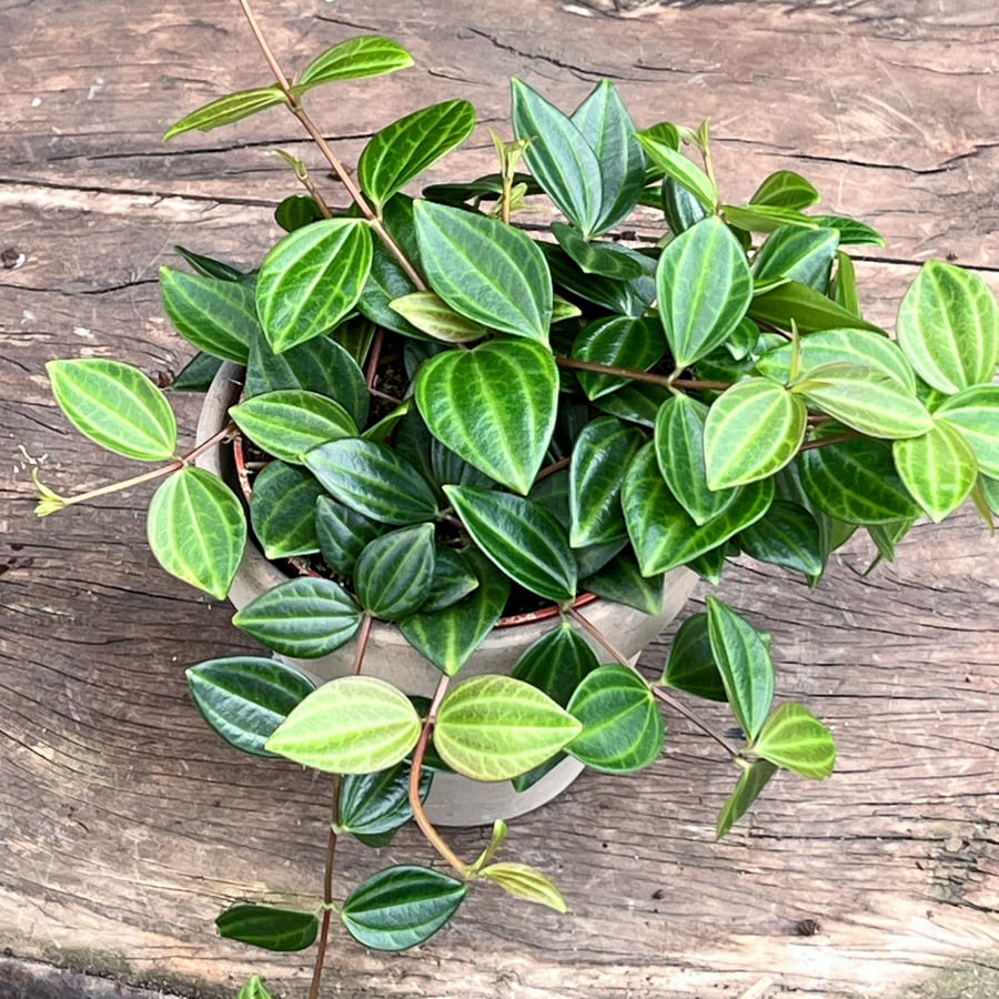 Peperomia angularis 'Rocco Scuro', blad