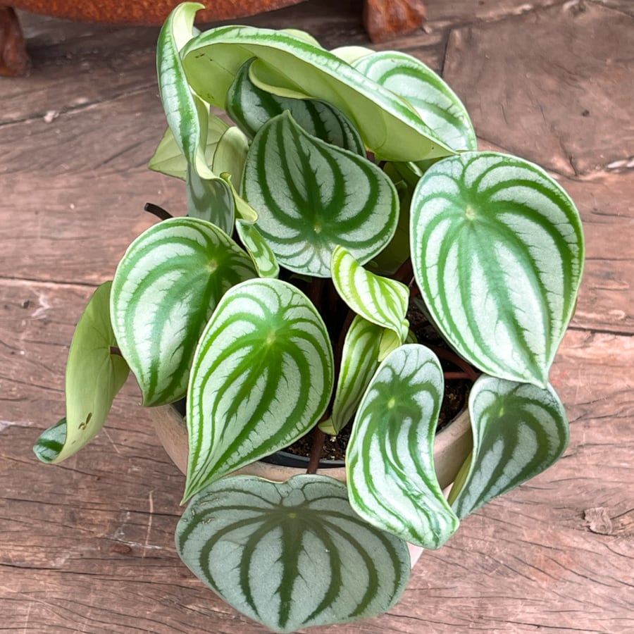 Peperomia argyraea, blad