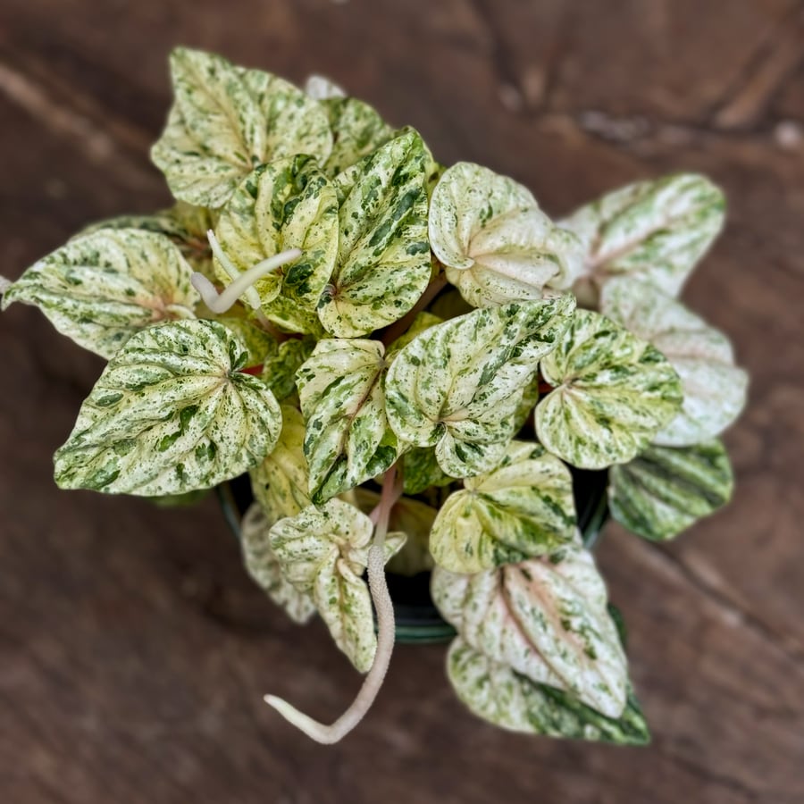 Peperomia caperata 'Buenos Aires', blad
