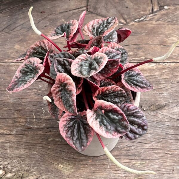 Peperomia carperata 'Abricos', vuxen planta
