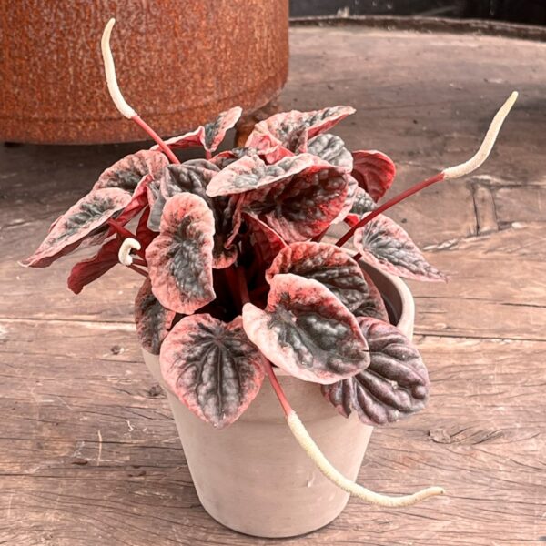 Peperomia carperata 'Abricos', vuxen planta