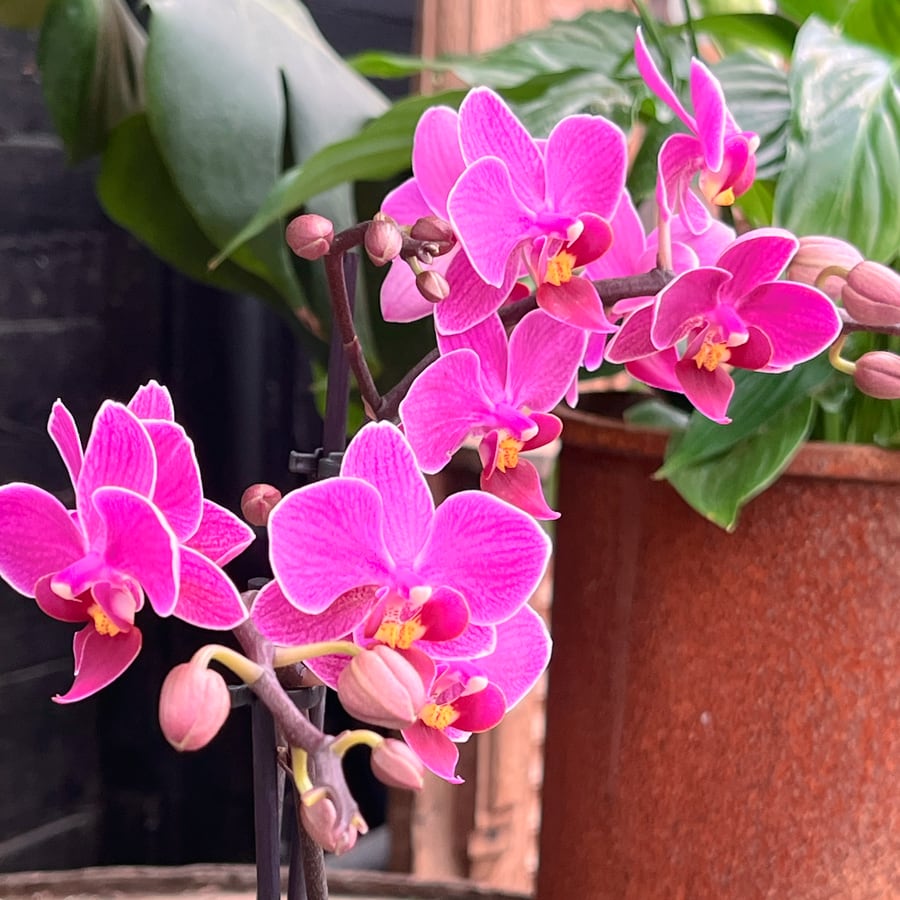 Phalaenopsis Multiflora Basel, blommor