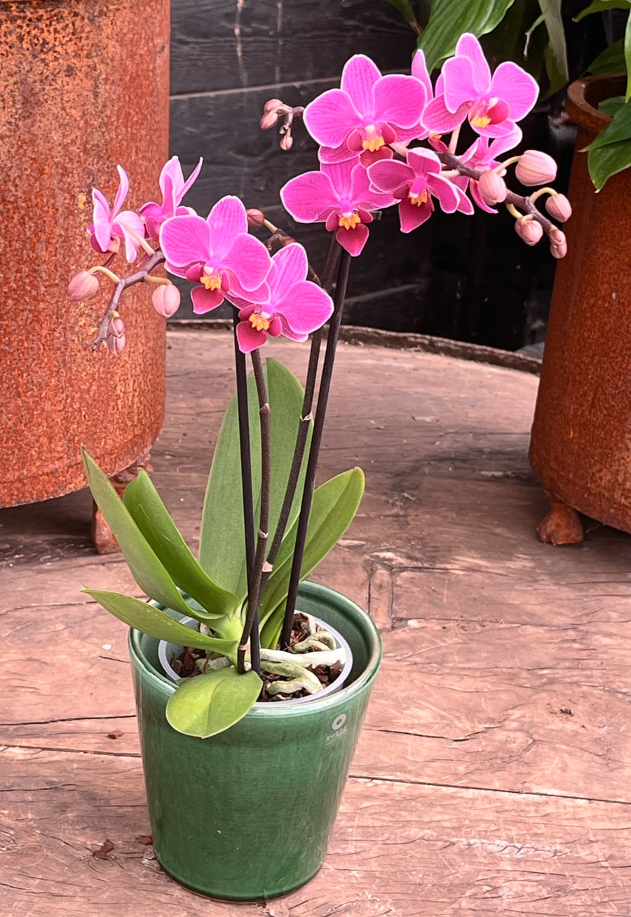 Phalaenopsis Multiflora Basel, i blom