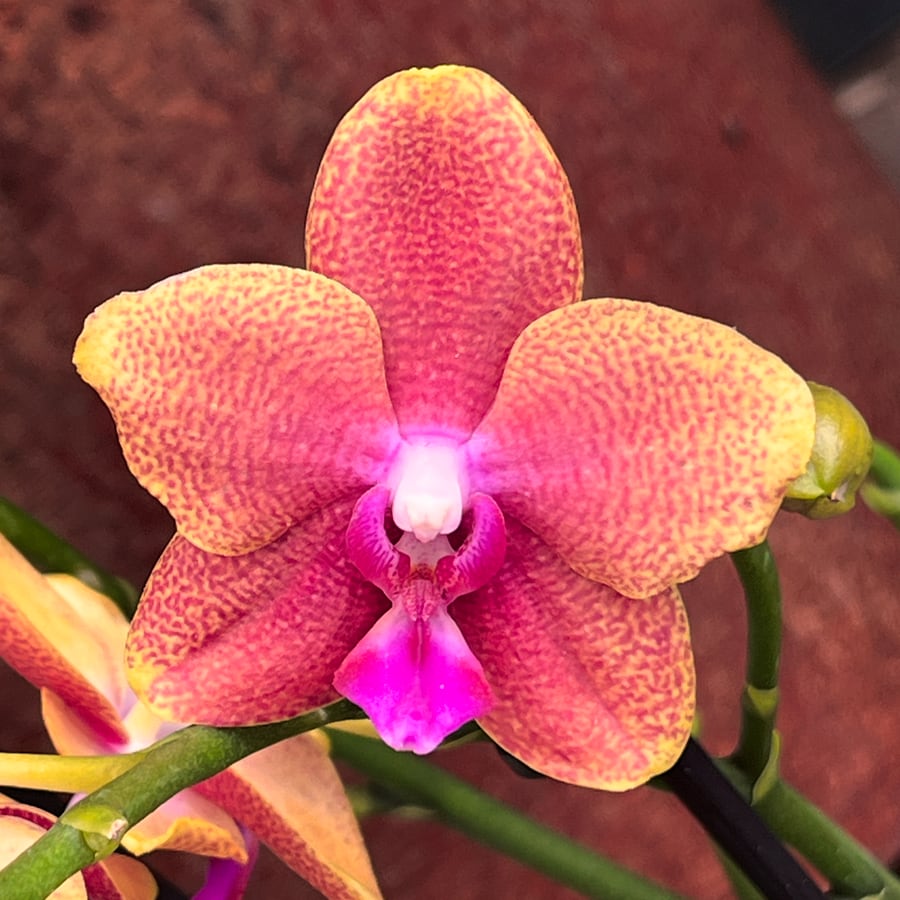 Phalaenopsis Multiflora Fragrance Orange, blomma