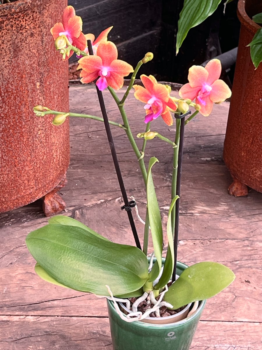 Phalaenopsis Multiflora Fragrance Orange, i blom