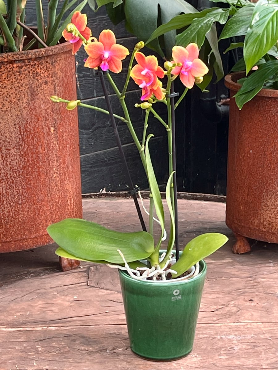 Phalaenopsis Multiflora Fragrance Orange, i blom