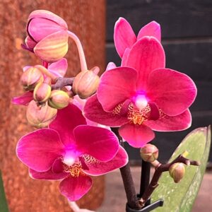 Phalaenopsis Multiflora Kongo, blommor