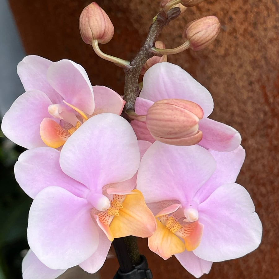 Phalaenopsis Multiflora Portugal, blommor
