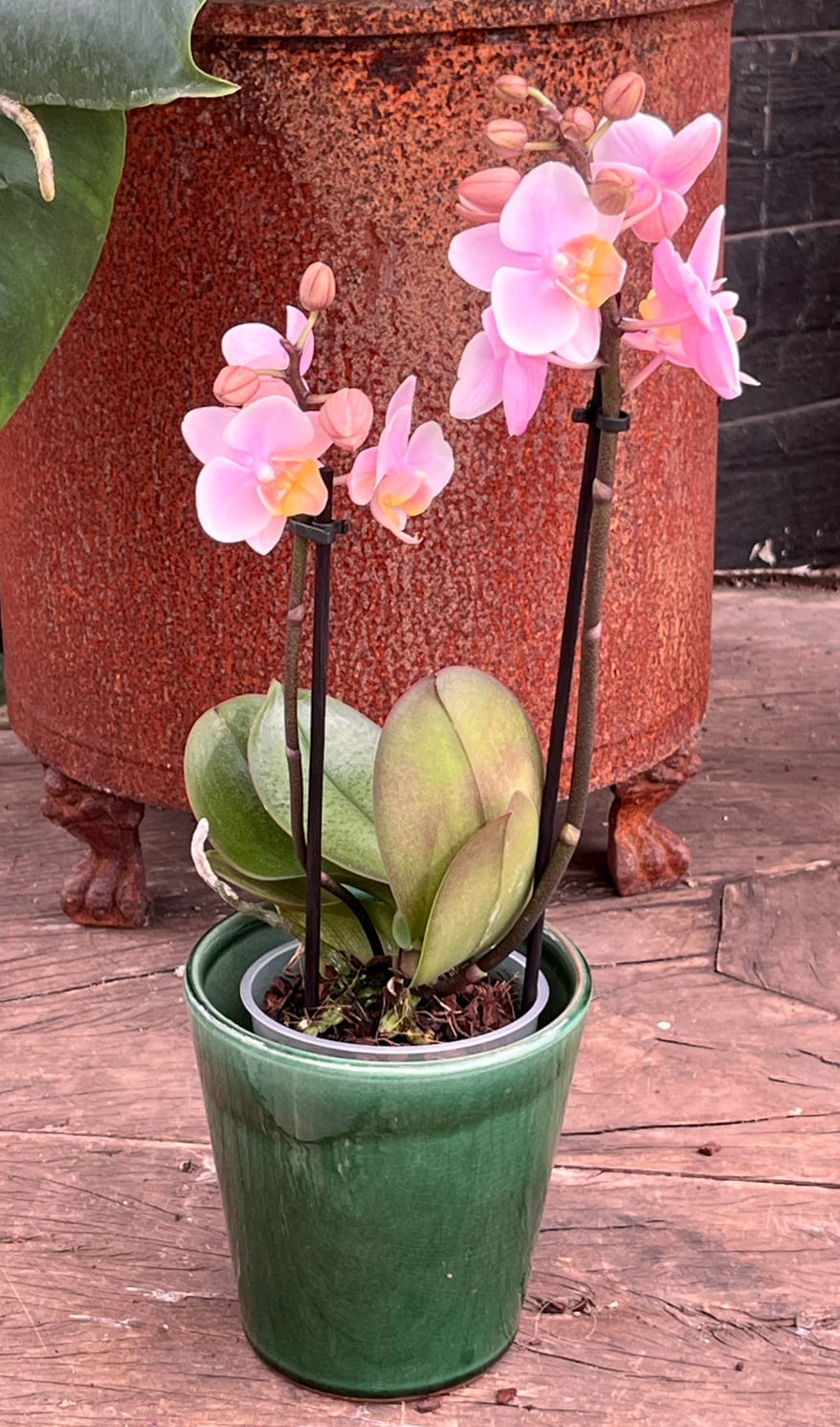 Phalaenopsis Multiflora Portugal, i blom