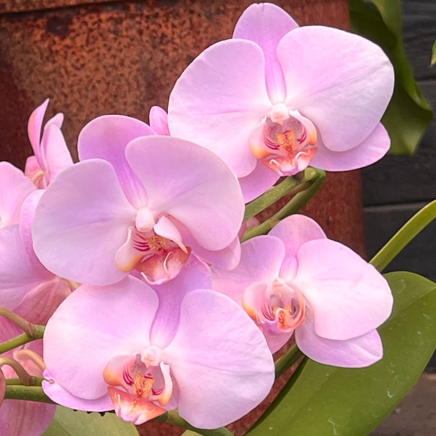 Phalaenopsis Muse Clouds of Pink, blommor