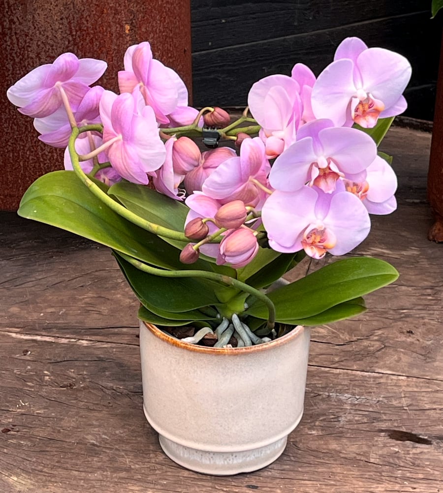 Phalaenopsis Muse Clouds of Pink, i blom