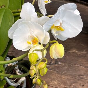 Phalaenopsis Muse White, blomma