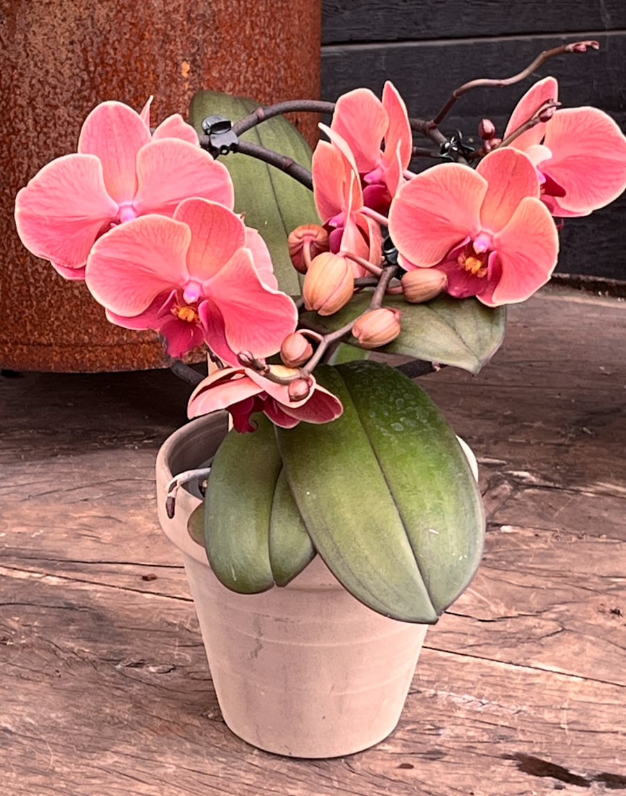 Phalaenopsis Muse Wild Salmon, i blom
