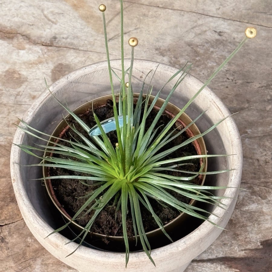 Syngonanthus chrysanthus 'Mikado', uppifrån