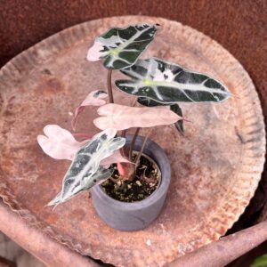 Alocasia amazonica 'Bambino', Pink Variegata 6, ung planta