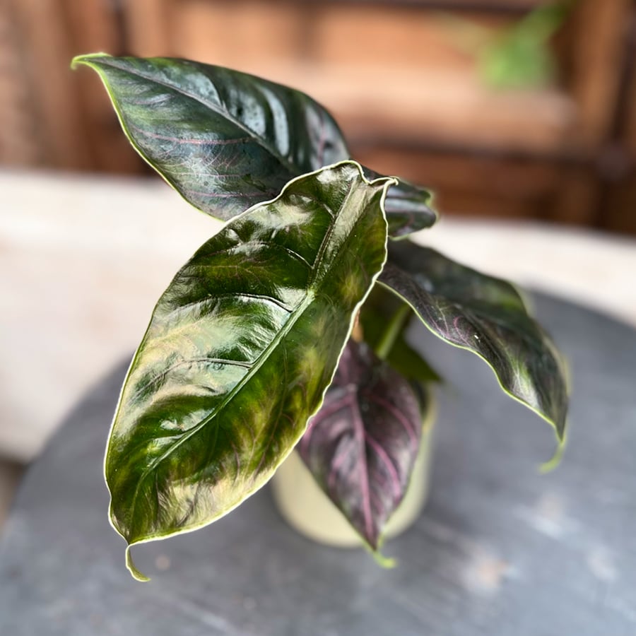 Alocasia azlanii, blad