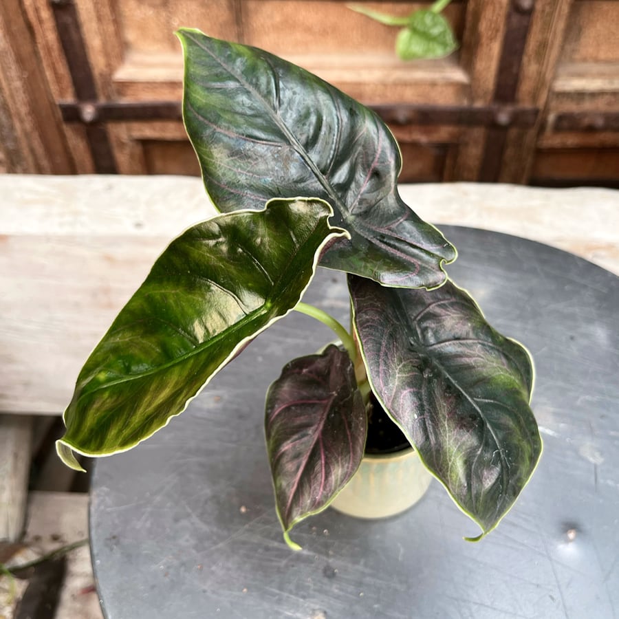 Alocasia azlanii, blad
