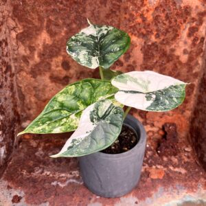 Alocasia baginda, albovariegata, ung planta